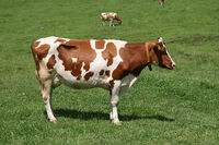 1024px-Bos_taurus_taurus_sideview.jpg